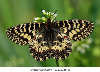 Zerynthia Polyxena Perched On Flower