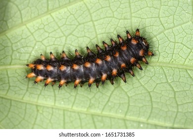 Zerynthia Polyxena From South France