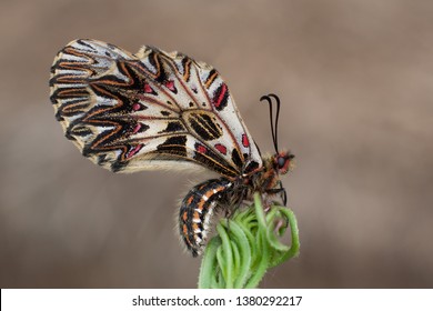 Zerynthia Polyxena, Southern Festoon