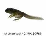 Zhangixalus dulitensis Tadpole on isolated baackground, Jade tree frog Tadpole movement, Young froglet Zhangixalus dulitensis closeup on white background