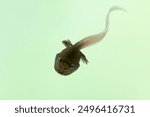 Zhangixalus faristalhadii tadpole with two leq on isolated background, Jade tree frog tadpole movement on isolated background, Tadpole zhangixalus faristalhadii closeup