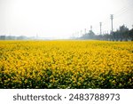 Zhuhai, China - Nov 11 2010: Rapeseed flowers farm in Denglongsha Village, Doumen District, Zhuhai.