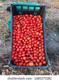 Zibido San Giacomo, Milano/Italy - 10 15 2018 -  Freshly Picked Cherry Tomatoes