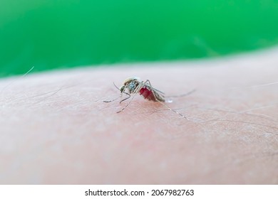 Zica Virus Aedes Aegypti Mosquito. A Mosquito Sucks Blood From A Human Body. Macro Photo Of A Mosquito On The Arm