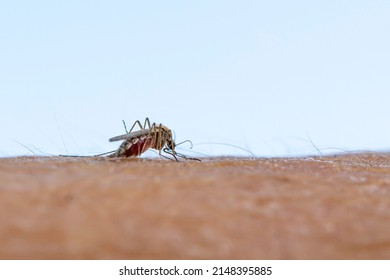 Zica Virus Aedes Aegypti Mosquito. A Mosquito Sucks Blood From A Human Body. Macro Photo Of A Mosquito On The Arm