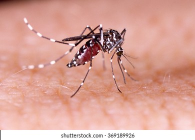 Zica virus aedes aegypti mosquito on human skin - Dengue, Chikungunya, Mayaro, Yellow fever