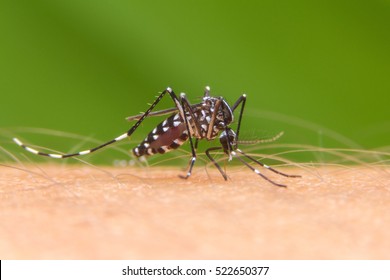 Zica virus aedes aegypti mosquito on human skin in green background , Dengue, Chikungunya, Mayaro fever