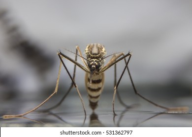 Zica Virus Aedes Aegypti Mosquito On Water Background - Dengue, Chikungunya Fever, Microcephaly