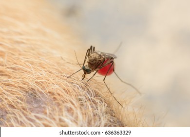 Zica Virus Aedes Aegypti Mosquito On Dog 