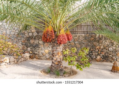 Zighy Bay, Oman - August 15, 2019: Dates on a date palm at Zighy Bay in Musandam, Oman.