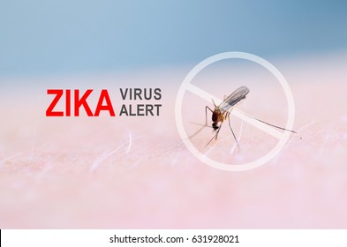 Zika Virus Concept, A Mosquito Sucks The Blood Of Their Human Skin. Poster, Banner Medical Concept. Encephalitis. Dengue.