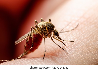Zika Virus Infected Mosquito Bite.. Leishmaniasis, Encephalitis, Yellow Fever, Dengue, Malaria Disease, Mayaro or Malaria Infectious Culex Mosquitoe Parasite Insect Macro Close-u