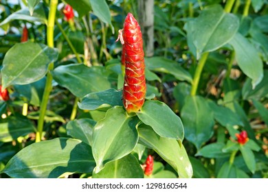 Cheilocostus Speciosus Plant Stock Photo (Edit Now) 581864152