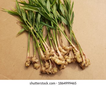 Zingiber Officinale, Ginger Root Plant Leaves 