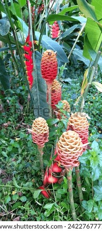 Zingiber Spectablis Beehive Ginger, tropical flower plants