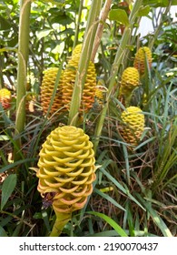 Zingiber Zerumbet In Costa Rica, It Is A Species Of Plant In The Ginger Family.
