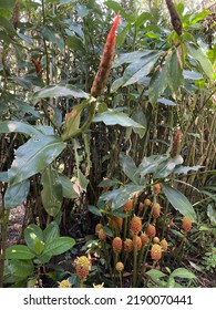 Zingiber Zerumbet In Costa Rica, It Is A Species Of Plant In The Ginger Family.
