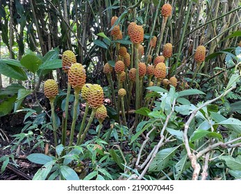 Zingiber Zerumbet In Costa Rica, It Is A Species Of Plant In The Ginger Family.
