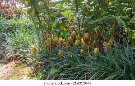 Zingiber Zerumbet In Costa Rica, It Is A Species Of Plant In The Ginger Family.
