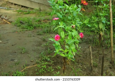 The Zinia Anggun Plant (Zinnia Elegans) With Purple, Red And Maroon Flowers.