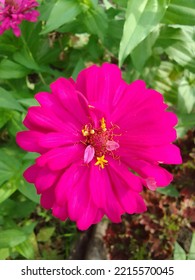 Zinia Is A Flower In The Form Of Shrubs And Small Shrubs. This Flower Has A Very Thin And Stiff Flower Crown Similar To A Sheet Of Paper. Zinia Consists Of 20 Types Of Plants.