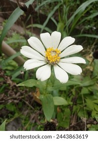 Zinia flowers are elegant white among the green