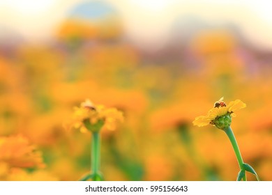 Zinnia and bee background blurred soft light evening ..