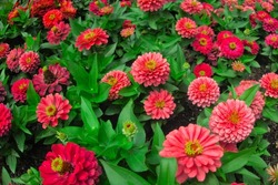 Zinnia Elegans, Zinnia Violacea Blooming Pink Red Orange Flower In Garden Flower Bed Close Up As Natural Botanical Floral Wallpaper Backdrop Background Pattern Nature