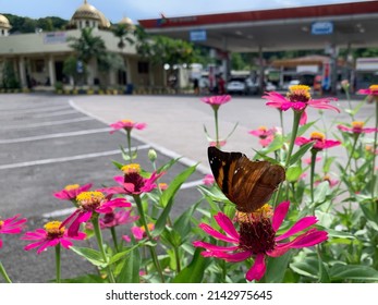 Zinnia flower and Buckeye butterfly ( family Nymphalidae ). April 5, 2022. Rest Area Cirebon highway, Central Java. Indonesia.