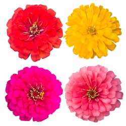 Zinnia Flower Collection,set Of Zinnia,pink ,red-orange,soft Pink,yellow, Isolated On White Background.