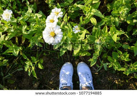 Similar – Blaues Blumenbeet mit blauen Schuhen