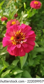 Zinnia Flower With Green Background In A Garden