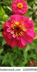 Zinnia Flower With Green Background In A Garden