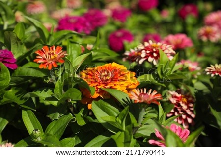 Zinnia flowers with center flower orange the rest of the flowers are purple. 