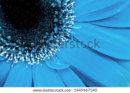 Similar – Foto Bild Blue Flower Natur Blüte