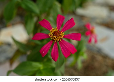 Zinnia Flowers. This Flower Has A Very Thin And Stiff Flower Crown Similar To A Sheet Of Paper