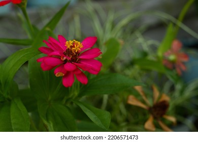 Zinnia Flowers. This Flower Has A Very Thin And Stiff Flower Crown Similar To A Sheet Of Paper