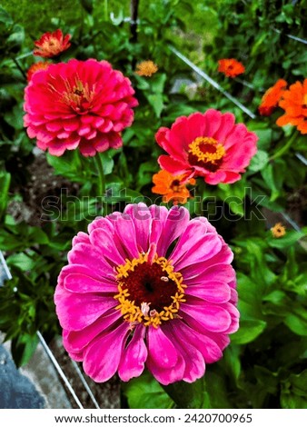 Zinnia is a genus of ornamental plants. They are most often used in gardens as long-blooming annuals, where they shine with a wide range of colorful colors. They are very suitable for cutting.
