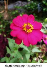 Zinnia Paper Flowers Have A Very Thin And Stiff Flower Crown Similar To A Sheet Of Paper