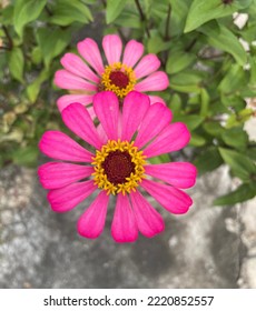 Zinnia Paper Flowers This Flower Has A Flower Crown That Is Very Thin And Stiff Similar To A Sheet Of Paper.