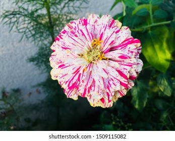 Zinnia - Peppermint Stick Flower Blooming