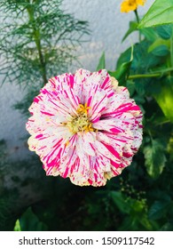 Zinnia - Peppermint Stick Flower Blooming