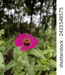 Zinnia peruviana, commonly known as Peruvian zinnia, is a species of flowering plant in the sunflower family, Asteraceae. It is native to South America, and particularly Peru.