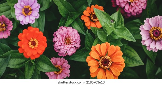Zinnia pink and orange flowers, garden flowers moody background, Zinnia elegans overhead view - Shutterstock ID 2185703613