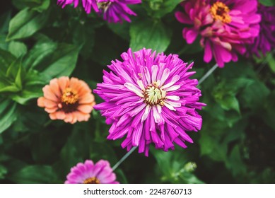 Zinnia pink purple flowers in the garden, blooming zinnias closeup - Shutterstock ID 2248760713