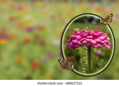 Zinnia In Summer In Caddo Parish Louisiana