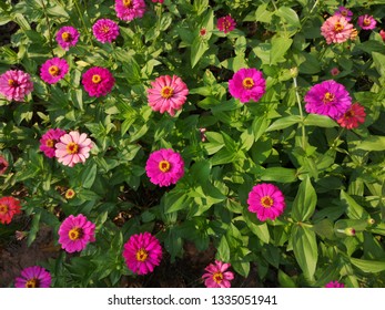 Zinnia Violacea Flowers In Garden