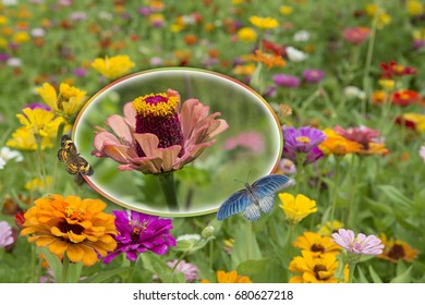 Zinnias Along Roadside In Caddo Parish Louisiana 