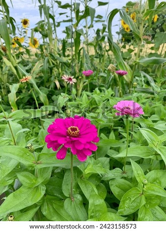 Zinnias attract pollinators in a vegetable garden