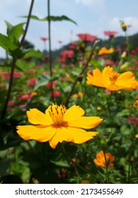 Zinnias, A Favorite Of Butterflies As Well As Hummingbirds, And Many Gardeners.